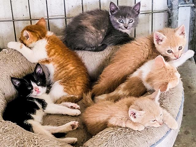 Blogger Katie Pratt shares how this year a litter of barn kittens has differed from past cats on the farm. (DTN/Progressive Farmer photo by Katie Pratt)