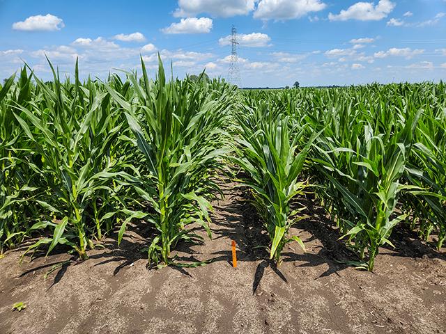 The shorter corn height (right) is designed to help the hybrid better stand up to strong winds than conventional hybrids (left) and to allow ground equipment to apply crop inputs later in the season. (Courtesy of Purdue University)