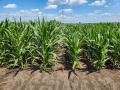 The shorter corn height (right) is designed to help the hybrid better stand up to strong winds than conventional hybrids (left) and to allow ground equipment to apply crop inputs later in the season. (Courtesy of Purdue University)