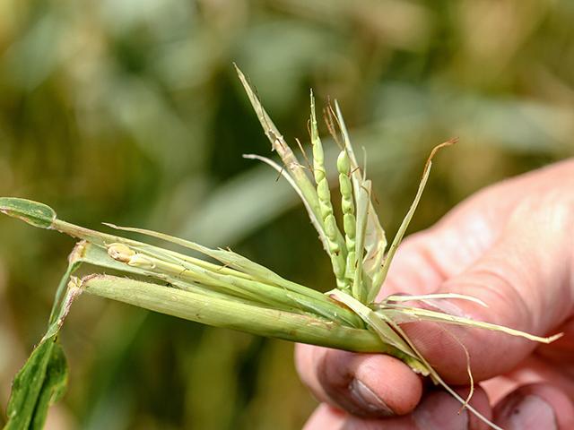 Corn's Blueprint