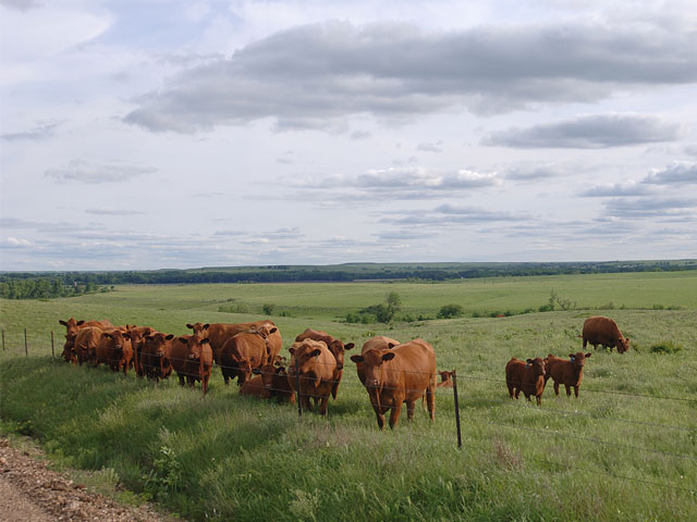 The U.S. cattle producer is the most efficient in the world, holding 8% to 10% of the global cattle population while producing 20% of the world&#039;s beef. (DTN&#092;Progressive Farmer photo by Jim Patrico)