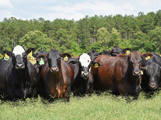 Cows replaced the baler, allowing savings in time, fuel and machinery costs. (PF photo by Becky Mills)