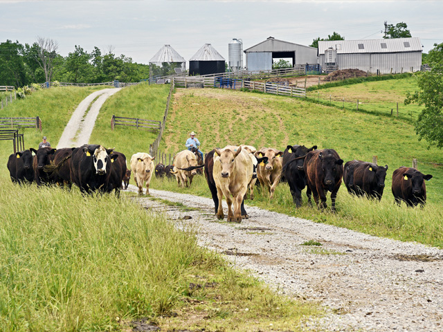 The most important job every cow has is to get bred and produce a calf. Management decisions that help facilitate that are always a good investment. (DTN&#092;Progressive Farmer photo by Becky Mills)