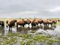 Bison are being used to help reestablish native plant species at Indiana&#039;s Kankakee Sands project. (Progressive Farmer image by Dave Tonge)