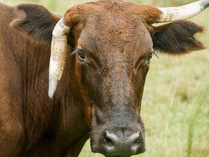 Avoid Adult Cow Dehorning
