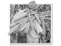 (John McKinney, 1955, Progressive Farmer Archives)