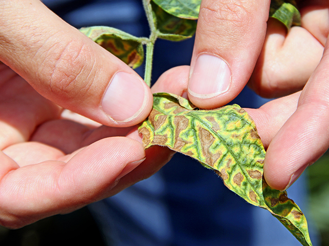 When sudden death syndrome comes to visit, there&#039;s a good chance soybean cyst nematode could be making it worse. (Pamela Smith)