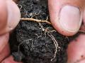 SCN females on roots during the growing season indicate the need for further tests. (Pamela Smith)