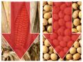 December corn (left) at $3.90 a bushel is 19% below USDA&#039;s estimated cost of production, and November soybeans (right) at $9.60 a bushel is 18% below USDA&#039;s estimated cost of production. (Zdenek Venclik (left), Olha Afanasieva (right), Getty Images, Progressive Farmer)
