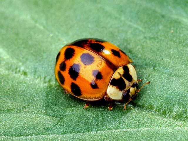 Asian multicolored lady beetle, Harmonia axyridis, is a beneficial insect that arrived in the United States in 1916 as part of a federal effort to control tree-eating bugs and aphids. Unfortunately, they came without any of their naturally occurring predators. (Photo by Scott Bauer, USDA ARS)