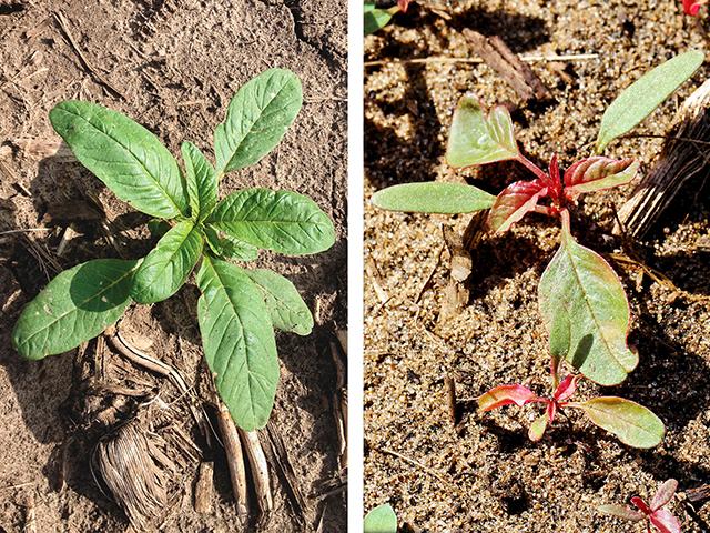 With resistance to multiple herbicides, waterhemp (left) and Palmer amaranth (right) are shifty weeds to control. (Photos provided by Corteva Agriscience (left), Pamela Smith (right))
