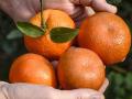 After experiencing the sweet taste of a Satsuma, Joe Franklin started a business venture in South Georgia to grow the orange and other citrus. (Becky Mills)
