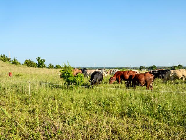 Alan Newport&#039;s system weds animal traits and genetics to plant physiology and climatic conditions. (Dan Crummett)