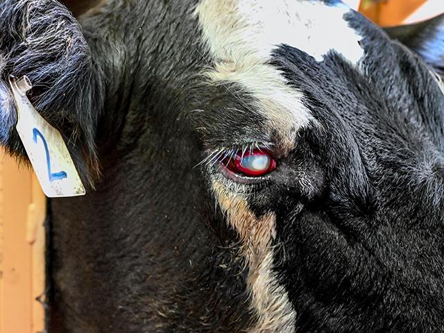 Cow with pink eye infection (Jennifer Carrico)