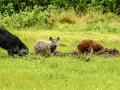 Wild hogs root in pastures and dirt, making areas very uneven and creating a need for extra management to make the ground safe. (USDA File Photo)