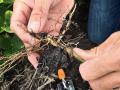 Looking for SCN females, which appear as tiny white dots on soybean roots from June through early August, is a good first step in evaluating SCN-resistant soybeans. (Progressive Farmer image by Pamela Smith)