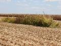 Destroying, not harvesting, weed-infested patches of crops can prevent weeds from going to seed. (Progressive Farmer image by Pamela Smith)