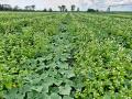 A living cover between rows retains more moisture and diversifies root populations for strong soil microbe populations. (Progressive Farmer image by Megan Wallendal)