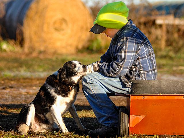 Causes of lick granuloma in dogs can include allergy -- flea allergy dermatitis, environmental allergy (atopic) and food allergy -- bacterial infection, a foreign body such as a splinter, cancer, boredom and orthopedic pain from something like arthritis. (DTN/Progressive Farmer file photo by Jim Patrico)