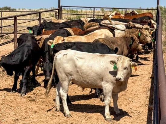 USDA on Friday announced that the Douglas, Arizona, port will reopen Aug. 24 to Mexican cattle imports if Mexico follows its Joint Action Plan. Ports have been closed since May 2025 due to New World screwworm.