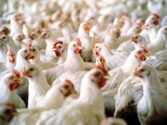 A federal court denied poultry pollution settlements between the state of Oklahoma and four poultry companies. (Photo courtesy of Mississippi State University Ag Communications)