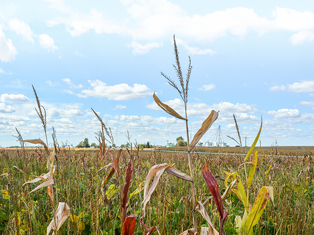 Volunteer corn can host corn rootworms. (Matthew Wilde)