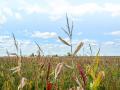 Volunteer corn can host corn rootworms. (Matthew Wilde)