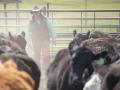 If Friday&#039;s Cattle Inventory report shows a continued decline in the beef cow herd, fed cattle and feeder cattle prices could gain more support. (Photo by Joel Reichenberger)