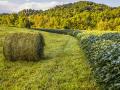 Don Veatch, Campbellsville, Kentucky, uses wide grass cover buffer strips to control erosion and provide hay for cattle. (Austin Anthony)
