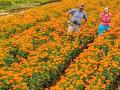 The Arnoskys, Frank and Pam, grow dozens of flowers and bedding plants in two Texas locations and northern Minnesota. (Des Keller)