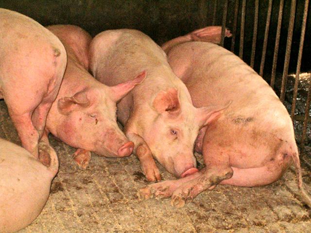 The U.S. has its first case of bird flu in swine, found at a backyard farm in Oregon. (DTN file photo)