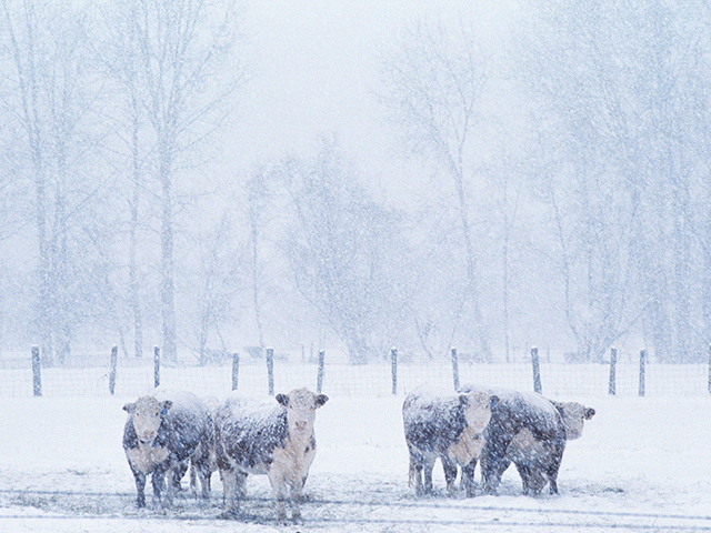 Windbreaks, either manmade or natural, protect livestock from cold weather and snow in the winter, and can also help lower feed costs. (DTN file photo)