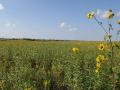 Landowners interested in enrolling ground in the General or Continuous Conservation Reserve Program (CRP) have until June 6 to submit their applications. General CRP has a ranking process while Continuous CRP is first-come, first-serve. Each program operates differently and has different rental rates as well. (DTN file photo) 