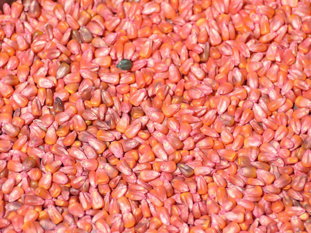Treated Seed And Troubling Times
