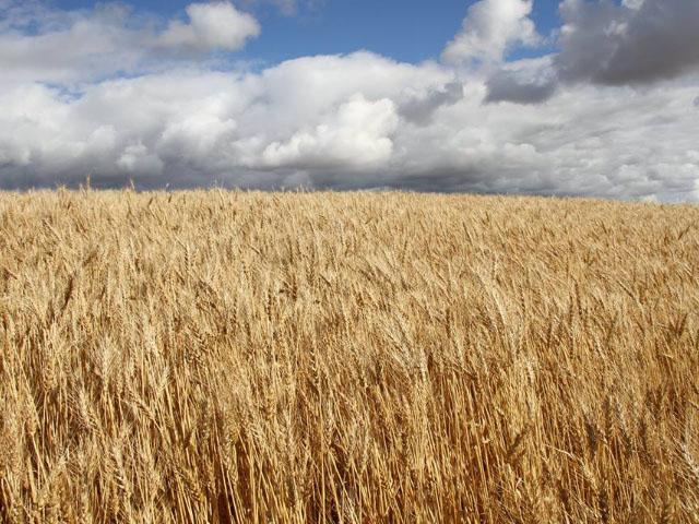 Canada's total production of principal grains (wheat, durum, oats, barley, corn) is forecast to increase by 4.9 percent to 61.4 million metric tons (mmt) over the previous year on an additional 1.7 mmt of wheat production, according to USDA's recently released the Canada Grain and Feed Annual report. (DTN file photo by Elaine Shein)