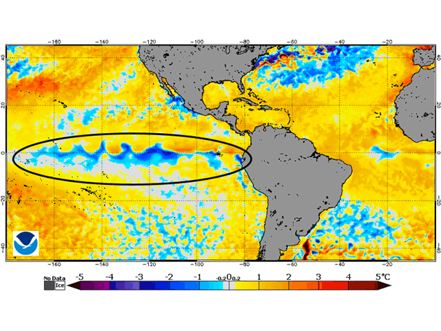 Temperatures of at least 0.5 degree Celsius below average cover the entire Pacific Ocean equator region east of the International Date Line. (NOAA graphic)