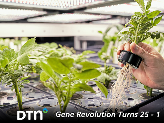 New genetic tools enhance many crops, such as these potatoes in the labs at Calyxt. (DTN/Progressive Farmer photo courtesy of Calyxt)
