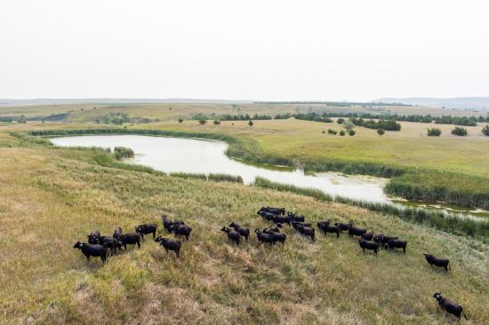 A herd of cattle graze in South Dakota, where senators seek to expand grazing land for 2 million to 4 million head of cattle to expand the U.S. cattle inventory. (DTN/The Progressive Farmer file photo by Greg Latza)
