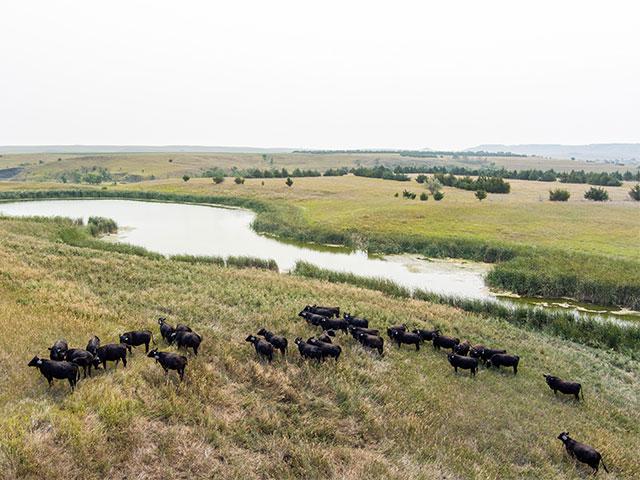 A herd of cattle graze in South Dakota, where senators seek to expand grazing land for 2 million to 4 million head of cattle to expand the U.S. cattle inventory. (DTN/The Progressive Farmer file photo by Greg Latza)