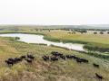 A herd of cattle graze in South Dakota, where senators seek to expand grazing land for 2 million to 4 million head of cattle to expand the U.S. cattle inventory. (DTN/The Progressive Farmer file photo by Greg Latza)