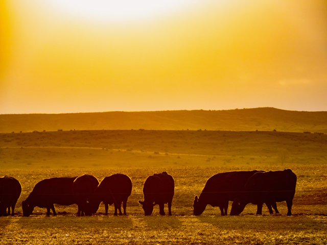 Sharing U.S. beef&#039;s sustainability facts brought pushback from an activist group described as a "wolf in sheep&#039;s clothing." (DTN/Progressive Farmer file photo)