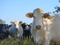 Treatment for photosensitization usually starts with removing animals from areas where they are eating weeds or forages that may be causing the condition. (DTN/Progressive Farmer file photo)