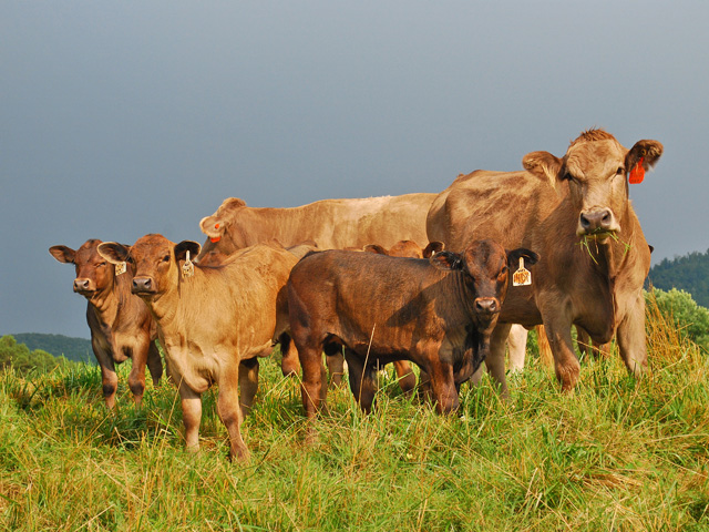 As calves get older, they may not always follow the herd. (DTN/Progressive Farmer file photo)