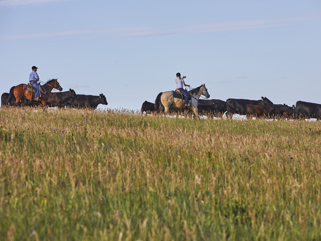Plans are coming together for a new cattle processing plant at North Platte, Nebraska. (DTN/Progressive Farmer file photo)