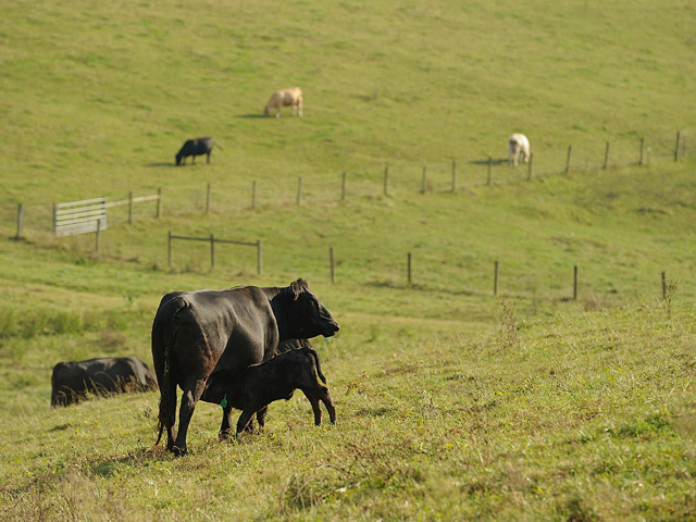 Keeping the herd on a controlled-breeding season helps avoid problems with older bulls wanting to nurse cows. (DTN/Progressive Farmer file photo)
