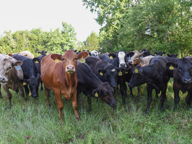 Walt Prevatt says breakeven on his winter-bought stocker heifers is $125 per hundredweight, or about $946 per head. (DTN/Progressive Farmer file photo by Becky Mills)