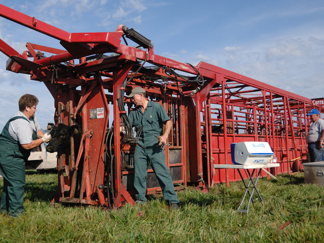 Livestock producers without a herd veterinarian will face additional limits in the future on purchases of over-the-counter antibiotics. (DTN/Progressive Farmer file photo by Jim Patrico)