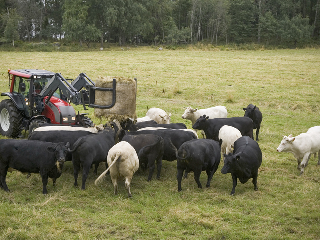 Beef producers may be in a better market position than poultry and pork, looking to 2022. (DTN/Progressive Farmer file photo)