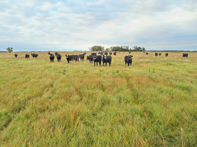 Timing is key as cattle markets move toward a time of opportunity. (DTN/Progressive Farmer file photo)