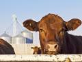 Timing continues to be key as cattle markets move through a period of opportunity. (DTN/Progressive Farmer file photo)
